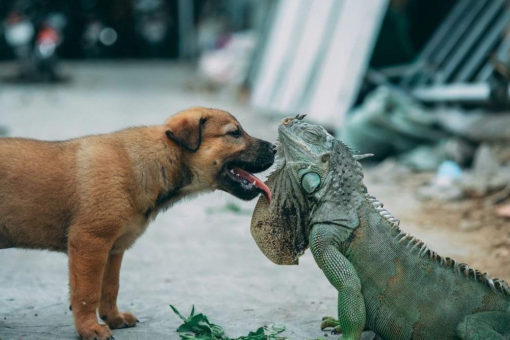 Iguana and a dog