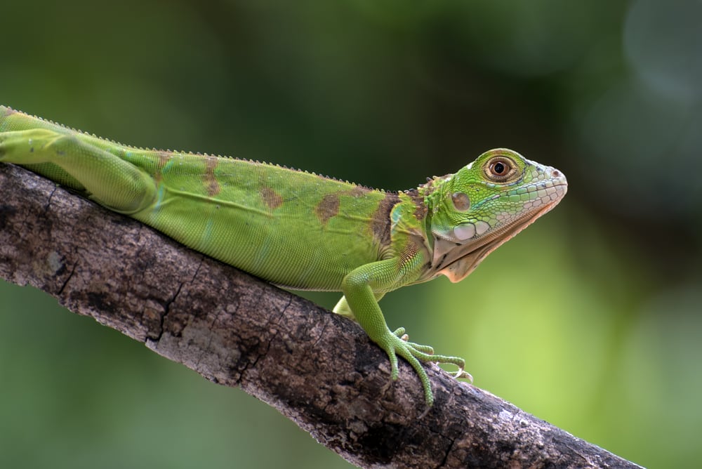 Picture of an iguana on a tree branch