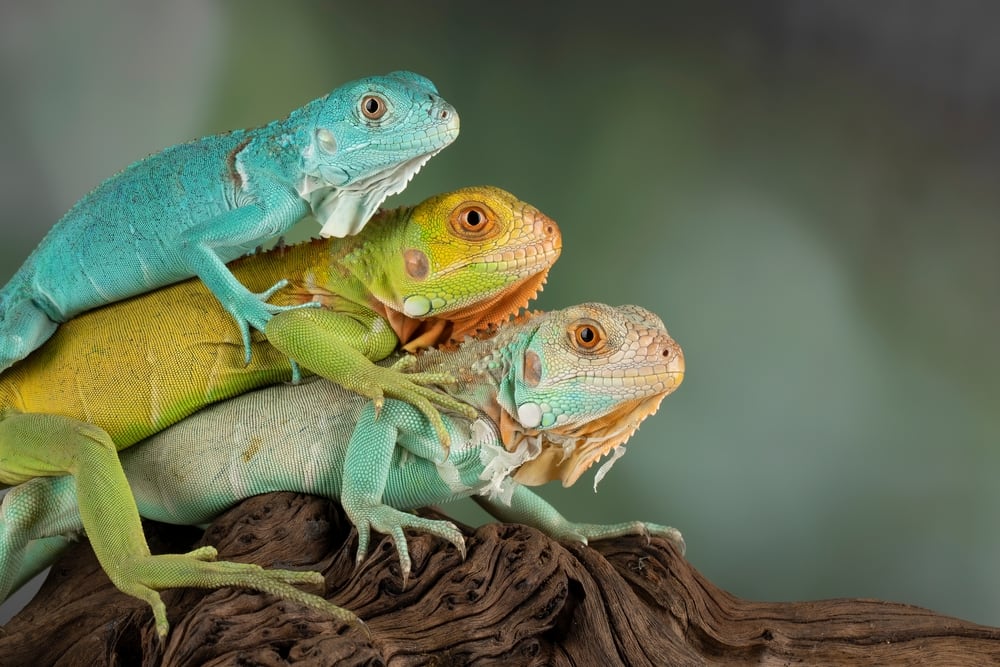 Three different sized iguanas on top of each other