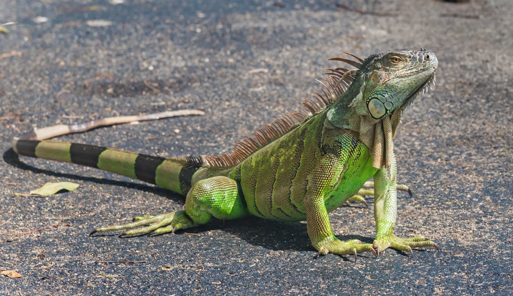 Picture of an iguana on tarmac