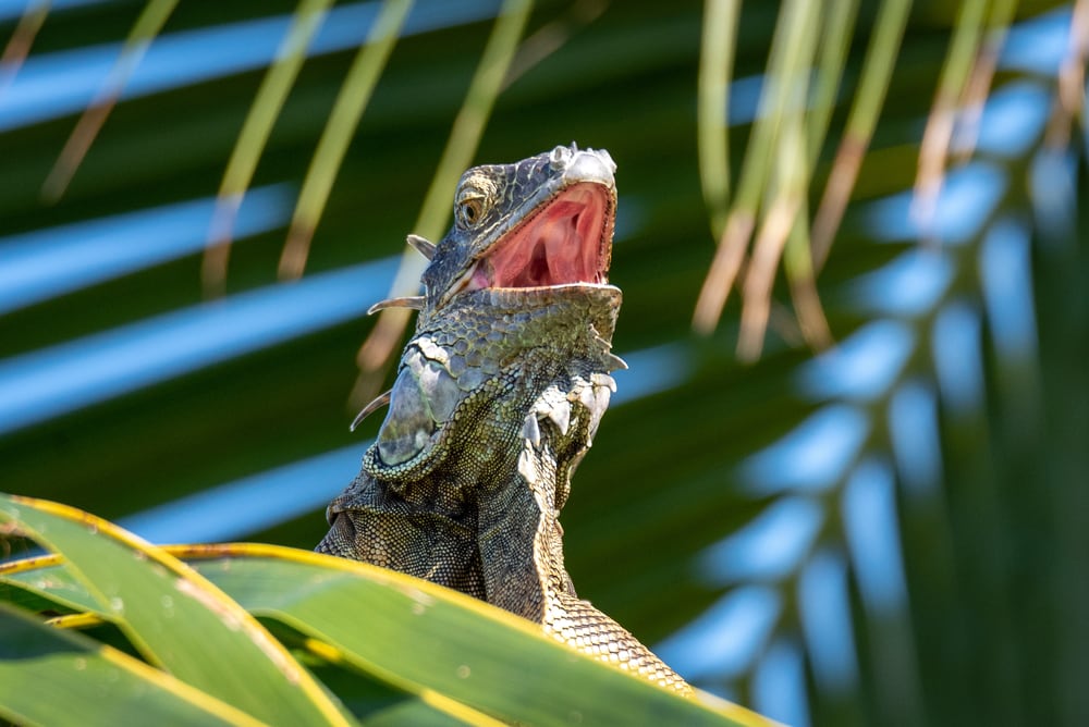Iguana on a tree with it's mouth open
