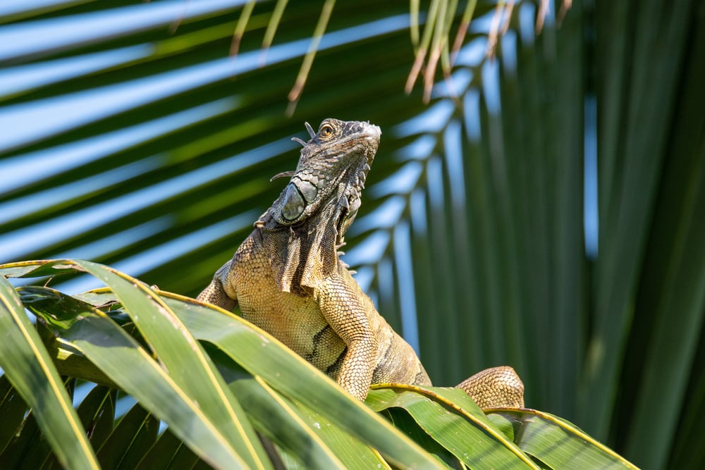 Iguana sitting on a tree