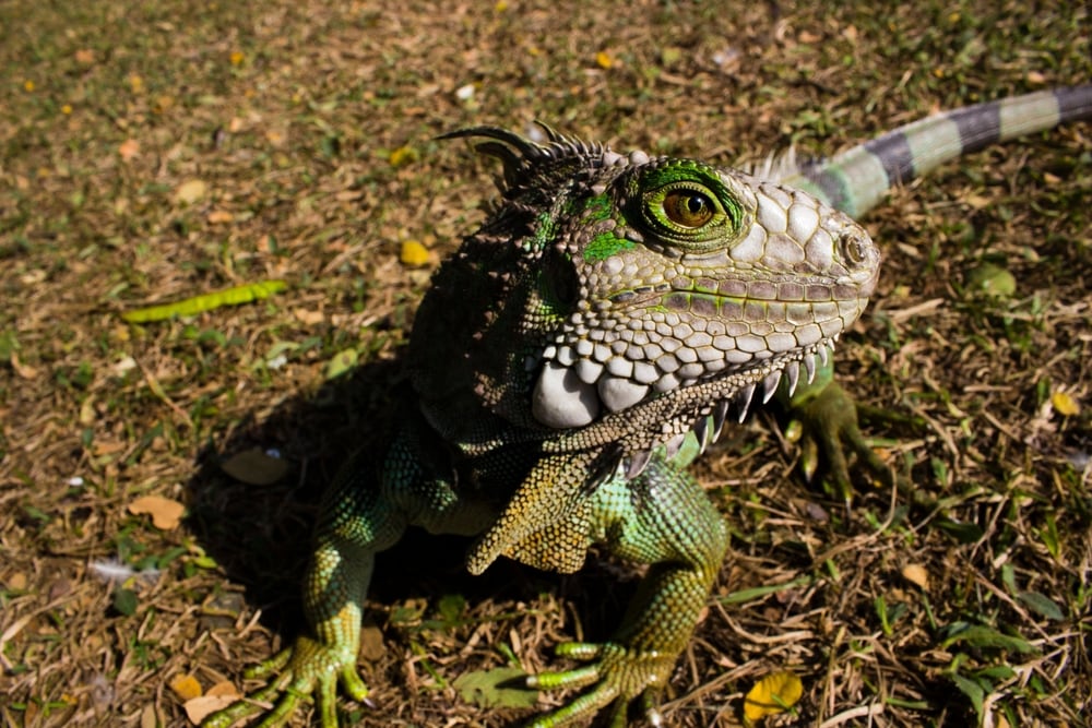 Close up of an iguana on ground